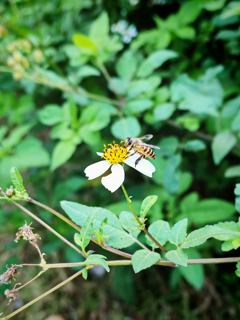 An Eastern Honeybee visitng a flower